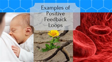 Image result for Positive Feedback Loop Example