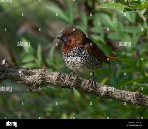 Scaly breasted munia in tree hi-res stock photography and images - Alamy