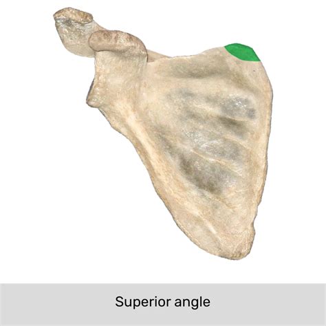 Superior Angle Of Scapula Muscle