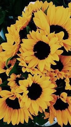 Lock Screen Iphone 7 Sunflower Wallpaper by Image Result For Sunflower Wallpaper Iphone 7 Lock Screen Iphone 7 Sunflower Wallpaper