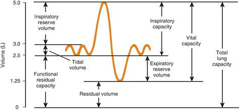 Physiology of the Airway - Clinical Tree