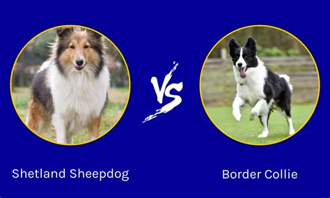 Shetland Sheepdog vs Border Collie: Key Differences Explained - A-Z Animals