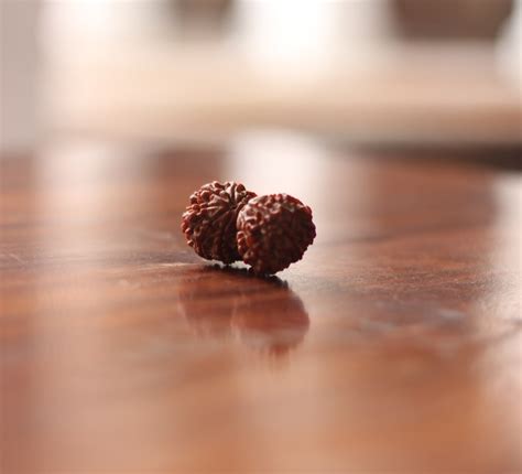 Gauri Shankar Rudraksha Bead – Satat.in