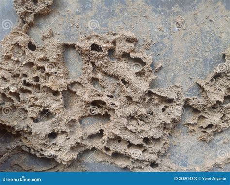 Termite Colonies that Make Nests in the Walls of Houses Stock Photo ...