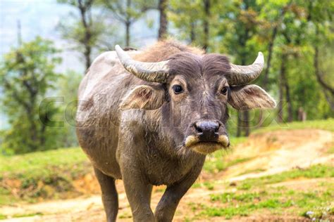 Water Buffalo in Sapa, Vietnam | Stock image | Colourbox