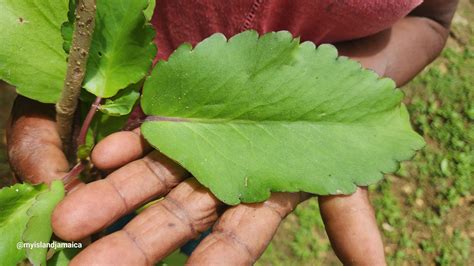 The Leaf That Heals - Jamaica’s Beloved Leaf of Life Plant