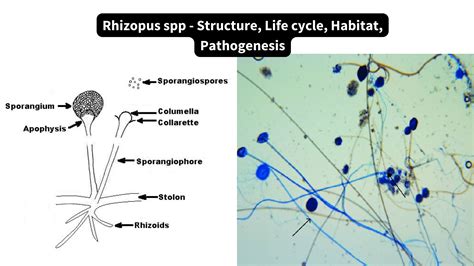 Rhizopus Phylum