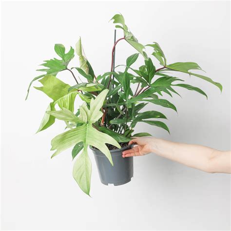 Philodendron 'Florida Ghost' | Plants | GrowTropicals.com