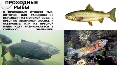 Классификация рыб по местам обитания