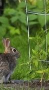 Image result for Trees That Rabbits and Deer Eat