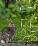 Image result for Flowers Bunnies Can Eat