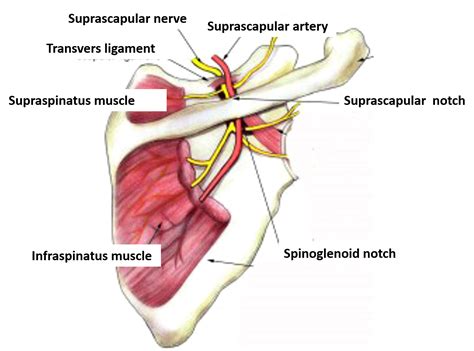 Scapula Bone Nerve Supply at Hilton Miller blog