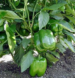 ENINE Hybrid Green Capsicum Shimla Mirch Plant Seeds Bell Paper RF80 ...