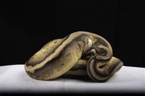 Image result for Ball Python for Sale
