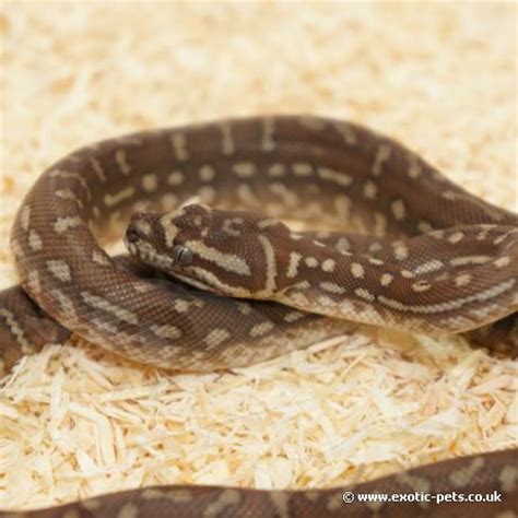 Image result for Centralian Python