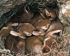 Image result for Baby Rabbits Nest in Michigan