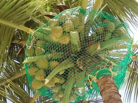 Coconut Tree Safety Nets in Bangalore | Call Now 9108974473