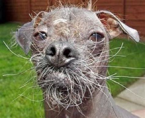 longest 的图像结果