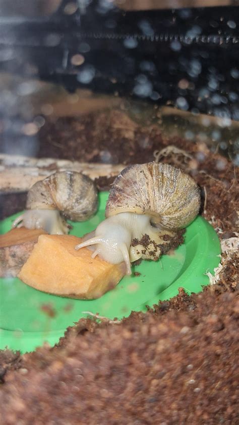 Image result for Normal Shell Warrantly