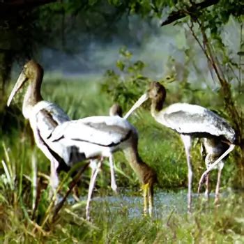 Kumarakom Bird Sanctuary - Wildlife in Kerala - Southtourism