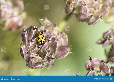 Yellow Lady Bug stock photo. Image of slow, armor, crawl - 59728402