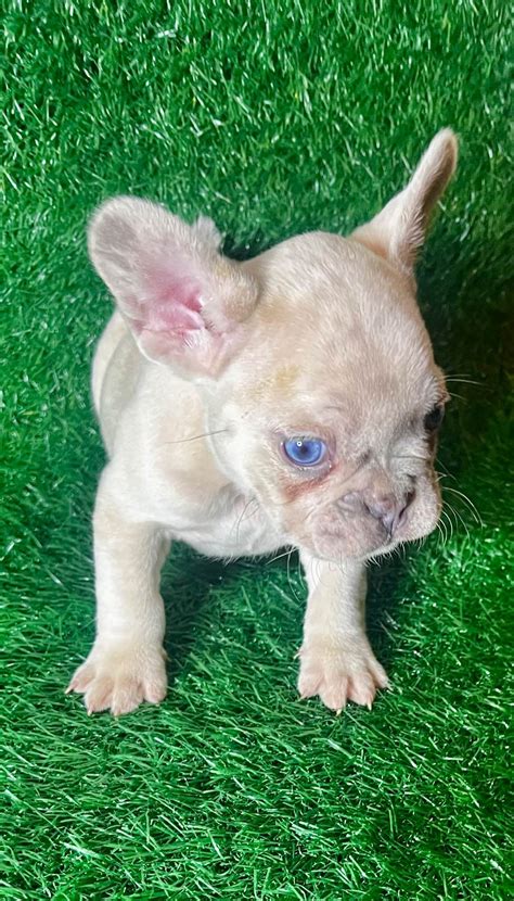 French Bulldog (Frenchie) Puppies For Sale In Wisconsin