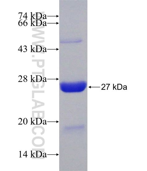 AK1 Fusion Protein Ag6751 | Proteintech