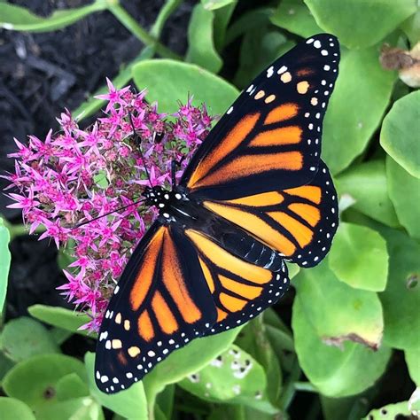 Monarch Butterfly - Delaware Nature Society