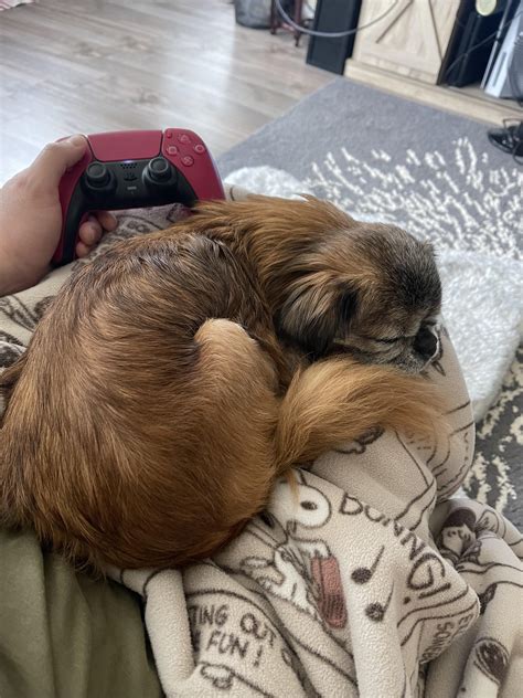 Definition of a lap dog 🐾🥰 : r/Pekingese