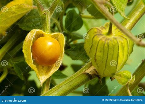 Cape Gooseberry Physalis Peruviana or Ground Cherries, Winter Cherry ...
