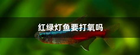 斑马鱼社交行为研究(Social behavior in zebrafish) – 诺达思