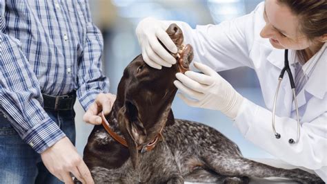 Dental Issues in Dogs | PetMD