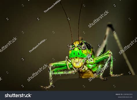 Large Marsh Grasshopper Stethophyma Grossum Threatened Stock Photo 2187622353 | Shutterstock
