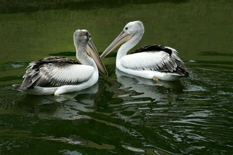 Nature Birds 的图像结果