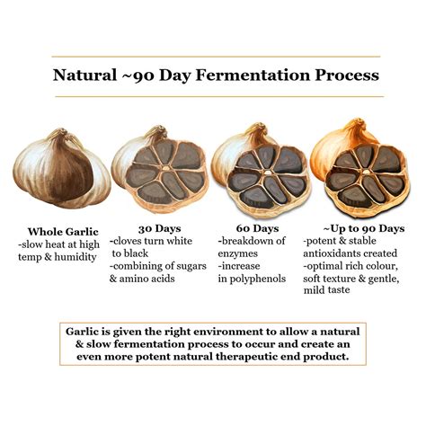 https://cdn.shopify.com/s/files/1/2140/1051/products/fermentation-process-for-black-garlic_1200x1200.jpg?v=1666194503