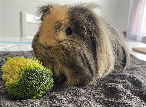 Cavy Breeder Directory