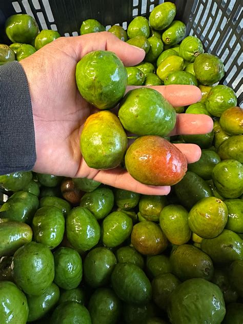 Jocotes Salvadorenos