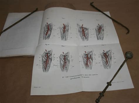 Arteria profunda femoris – Antiquarium Store