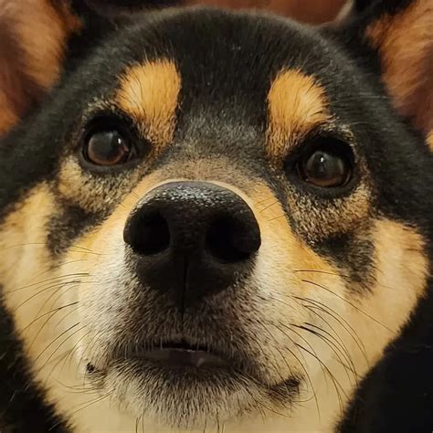 Does your Shiba also have a trigger word? Mines is "Poo poo?" Lol : r/shiba