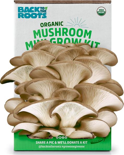 Back to the Roots Organic Mini Mushroom Grow Kit, India | Ubuy