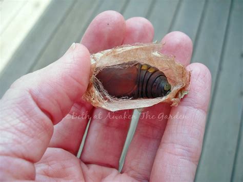 Awaken The Garden: The Luna Moth Chronicles: Cocoon Update