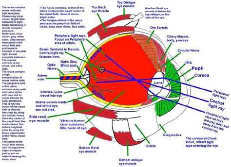 Image result for Visual Inspection Eye Structure Labeled