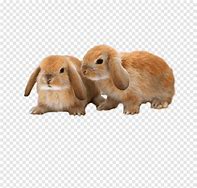 Image result for Mini Rex Holland Lop Mix