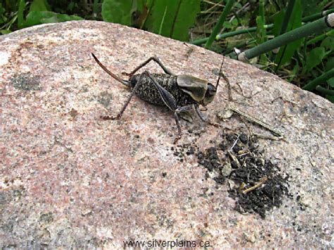 Mormon Crickets 的图像结果