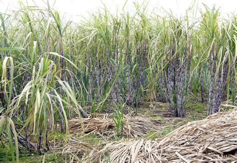 Sugarcane | Description, Grass, Planting, Harvesting, Pests, & Diseases ...