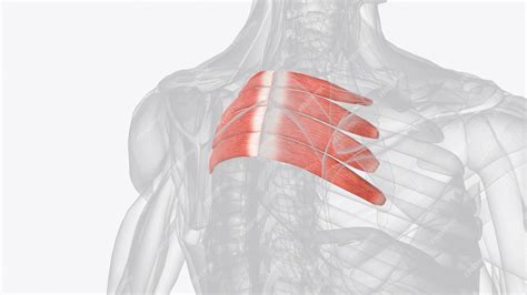 Premium Photo | The serratus posterior inferior is a muscle within the ...