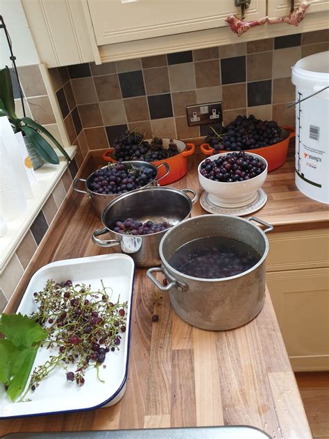 Image result for Easy Homemade Wine Using Grapes