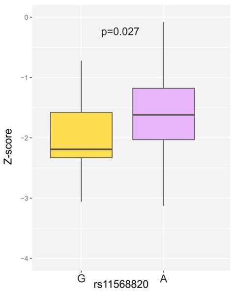 The VDR rs1544410 and rs11568820 Variants and the Risk of Osteoporosis ...