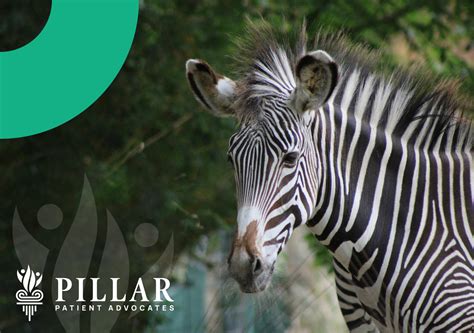 How The Zebra Became The Mascot For Rare Diseases | Pillar Patient Advocates