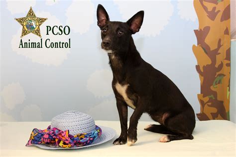 Pin by Polk County Sheriff's Office on PCSO Animal Control | Animal ...